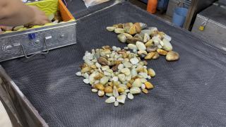 一箱和田玉籽料原石